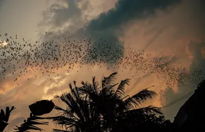 Bat removal service Ontario