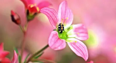 Carpet beetle removal service Ontario