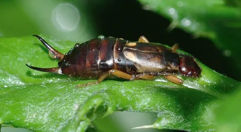 Earwig removal service Ontario