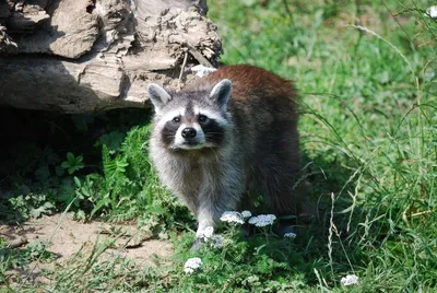 Humane wildlife removal service Ontario