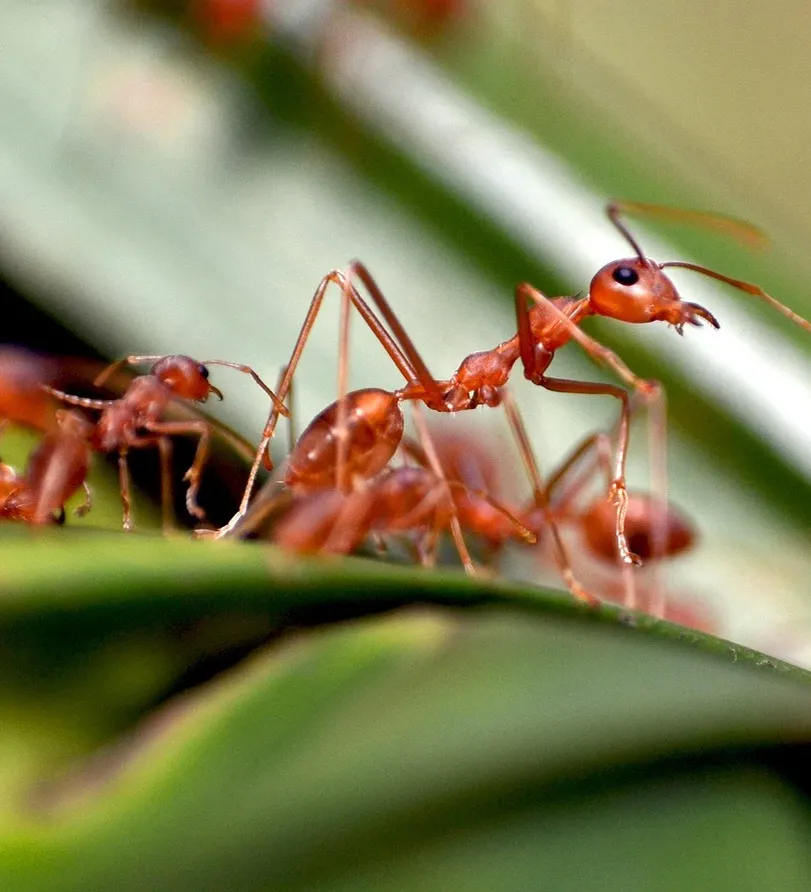 pest-control-services-ant-removal-termite-control