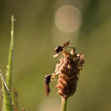 Fly removal service Ontario