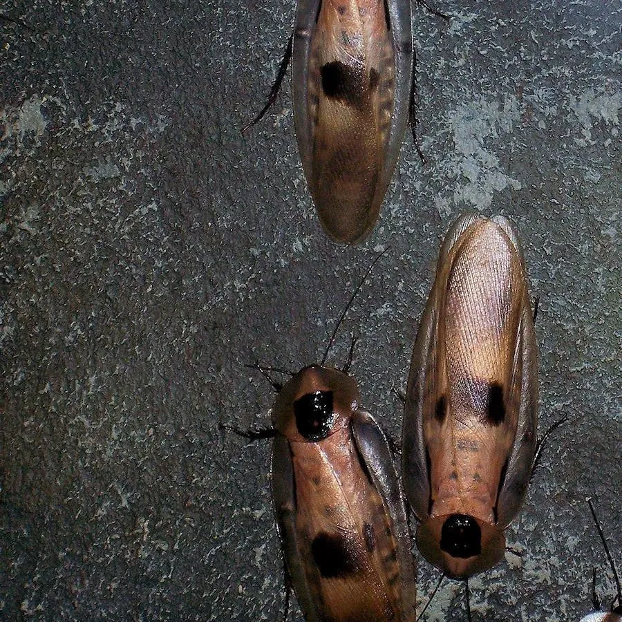 cockroach-in-hand