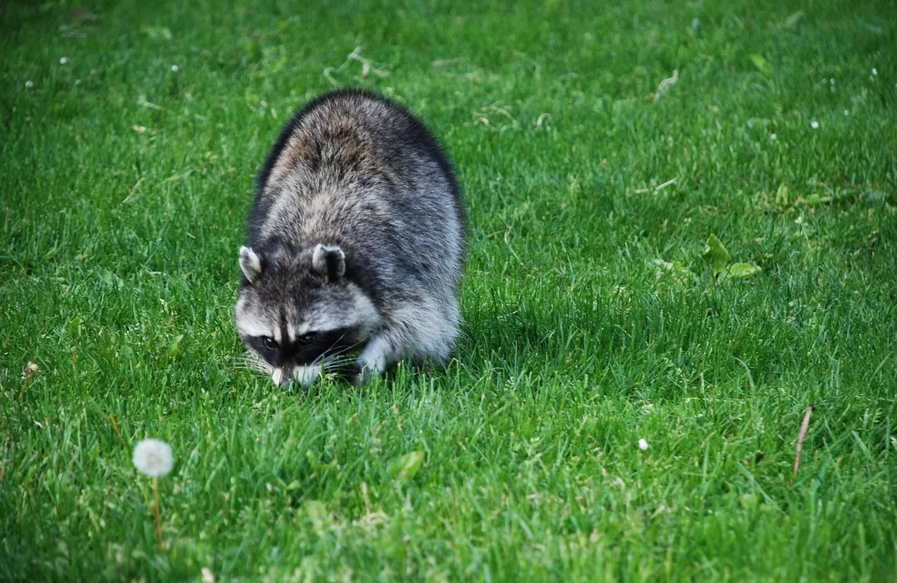 canine-distemper-in-raccoons-terminix-canada