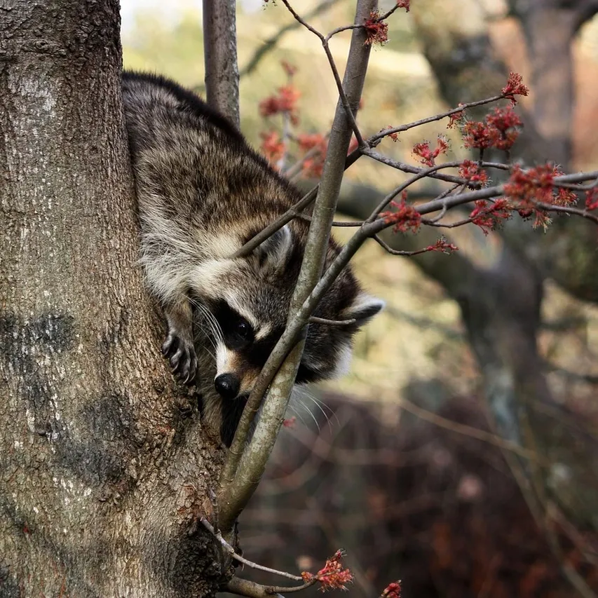 raccoon-removal-toronto