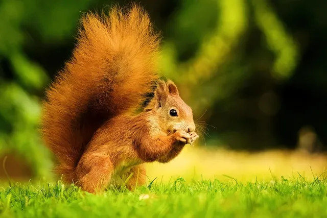 Rodent removal service Ontario