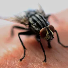 Restaurant pest control service Ontario