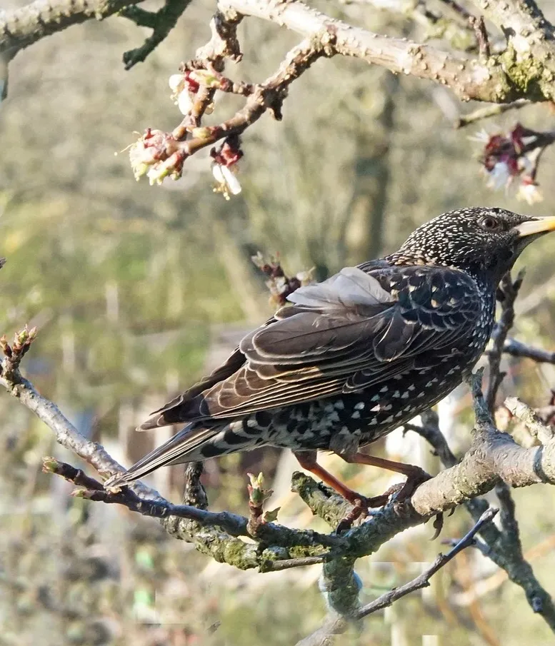 starling-control-wildlife-removal-services-bird-control
