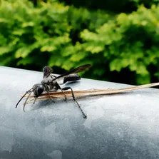 Wasp removal service Ontario