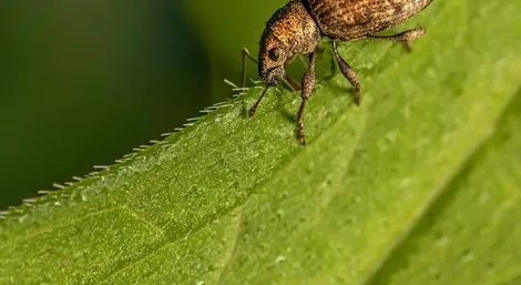 Confused flour beetle removal service Ontario