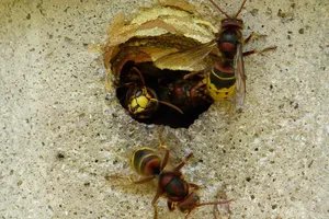 Wasp nest removal dangers