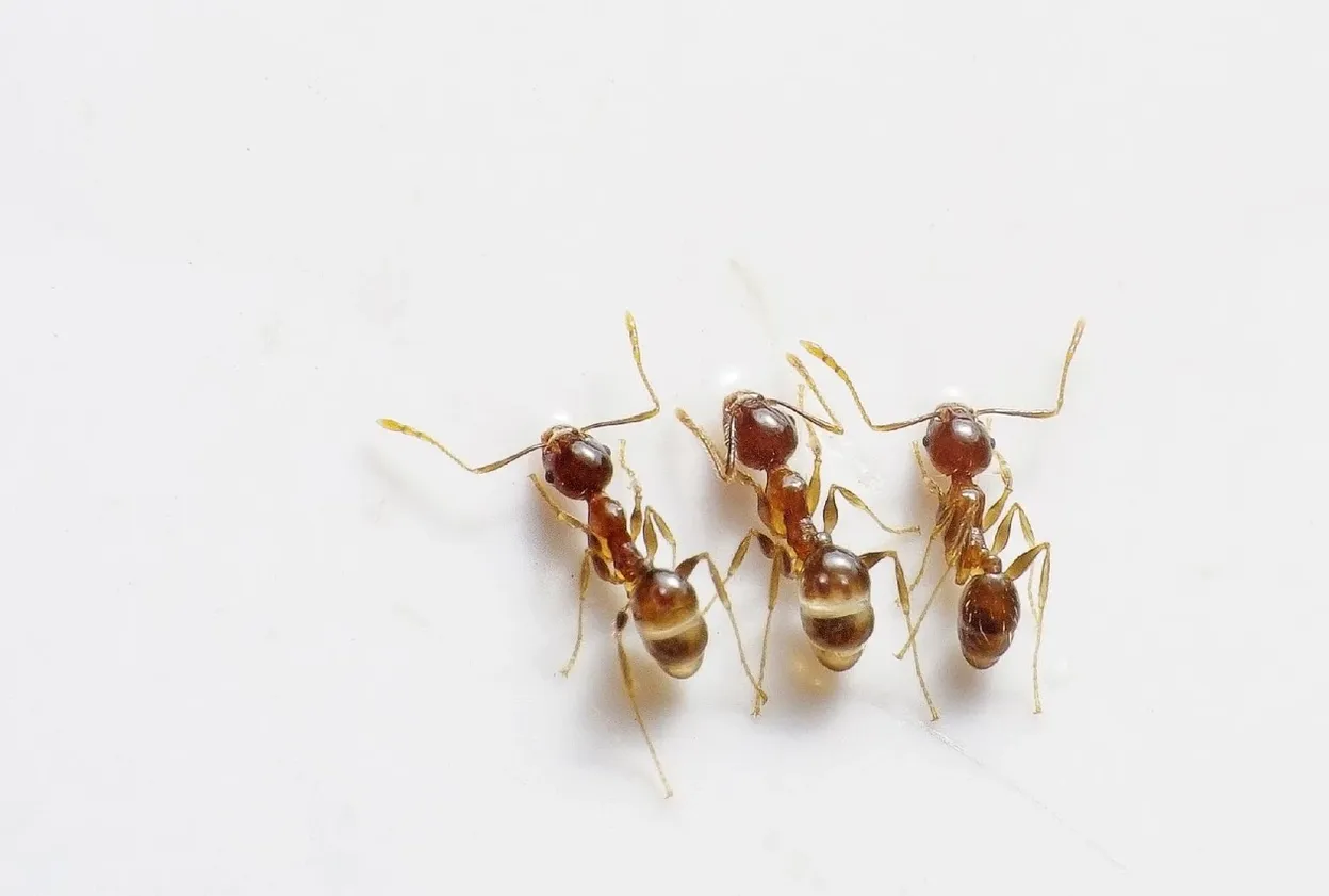 pest-prevention-terminix-canada