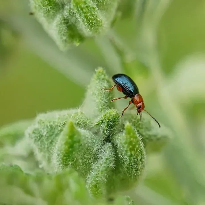 spring-pest-control-wildlife-pest-control-toronto