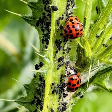 Hotel pest control service Ontario