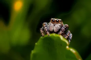 Spider removal service Ontario