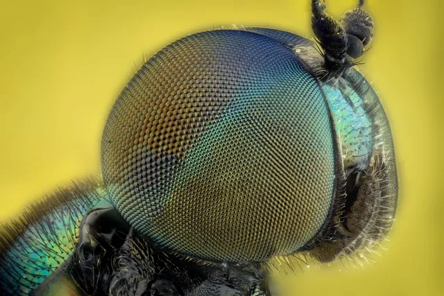 get-rid-of-christmas-tree-bugs