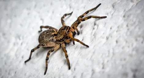 House spider removal service Ontario