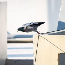 School pest control service Ontario