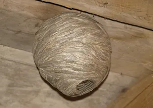 Bee and wasp hive removal Ontario