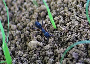 Permanent ant removal Ontario