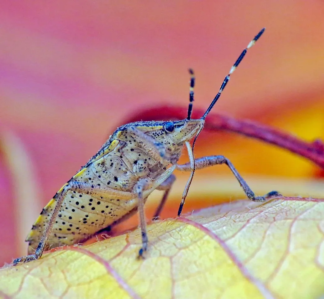winter-bed-bug-infestations-pest-control-toronto
