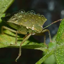 Warehouse pest control service Ontario