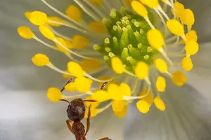 Ant bait problems Ontario