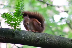 Squirrel removal service Ontario