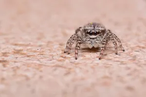 Spider removal service Ontario