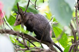 Skunk removal service Ontario