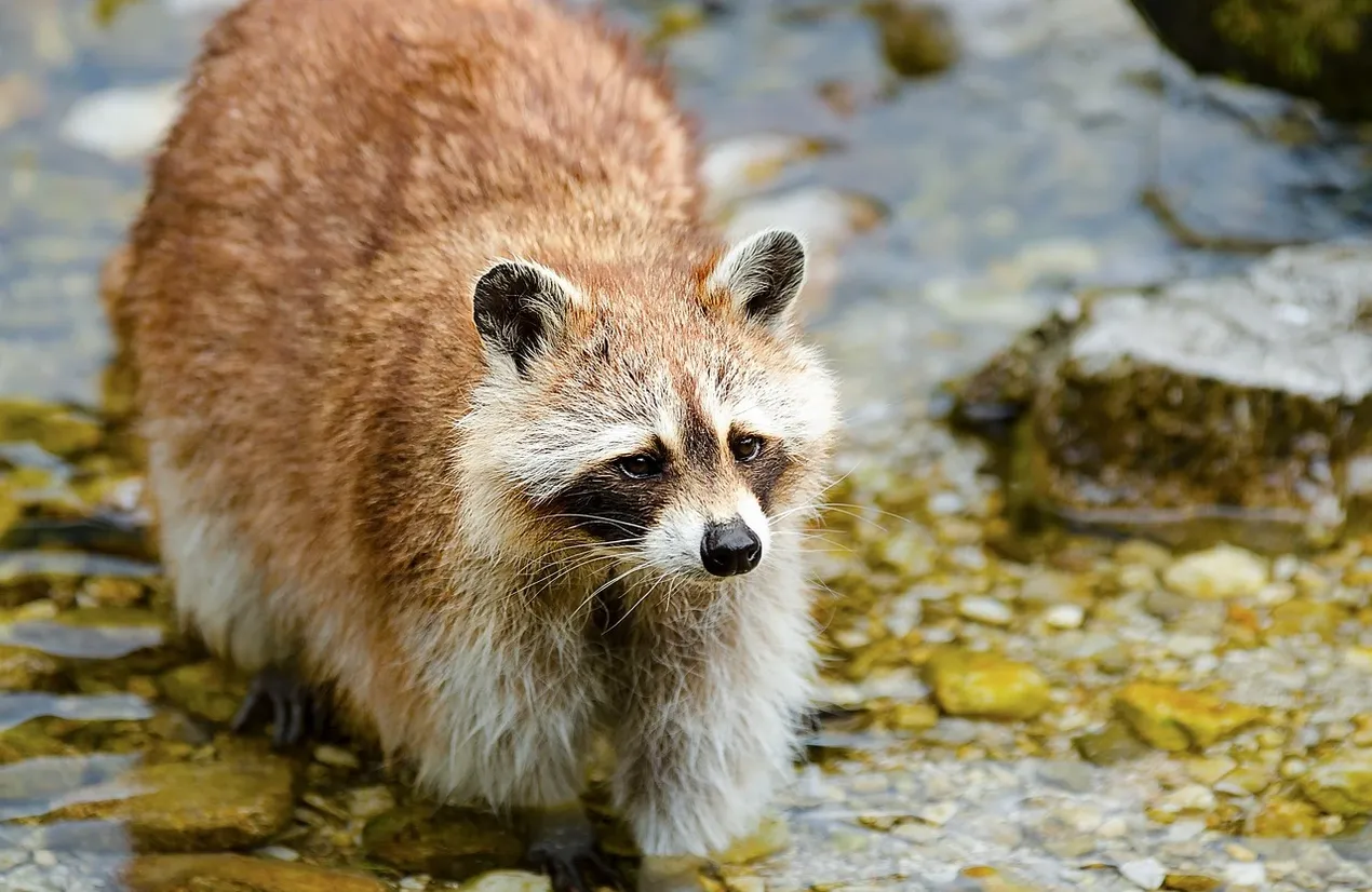 cleaning-up-raccoon-latrines