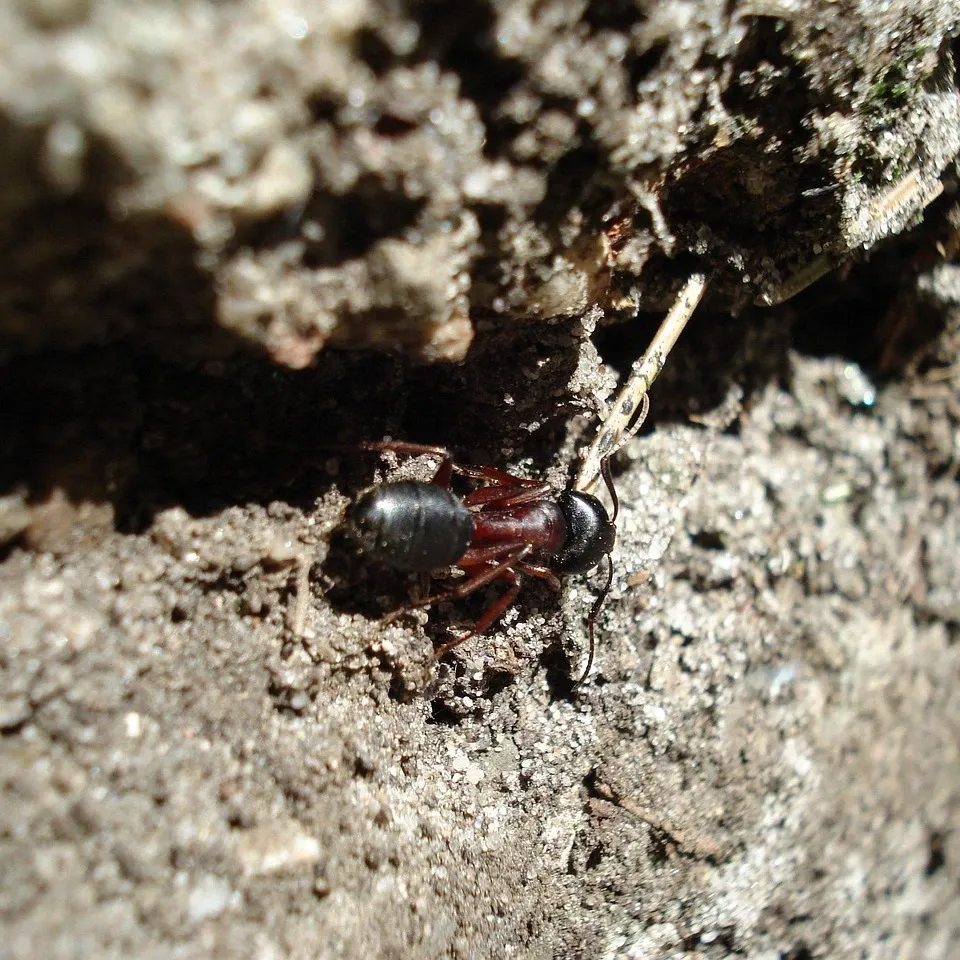 residential-pest-management-toronto-household-pests