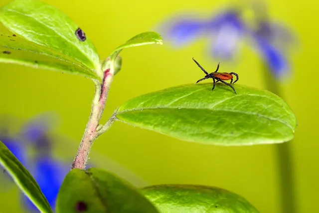 Beetle removal service Ontario