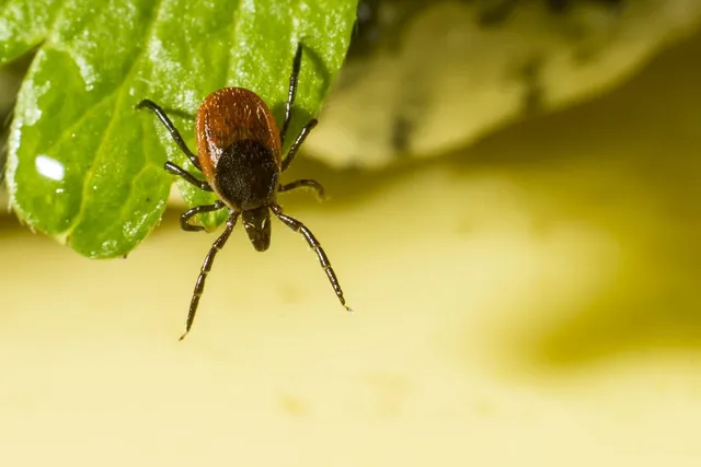 Tick control