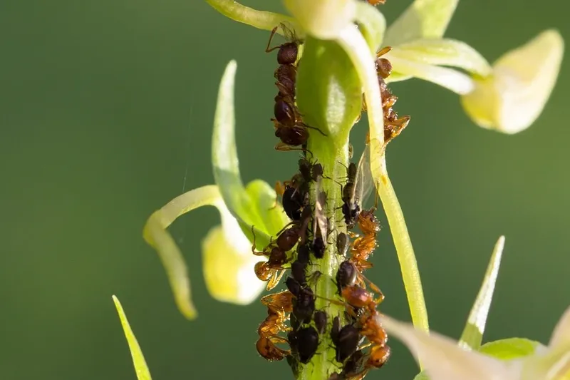 biological-control-ipm-pest-management