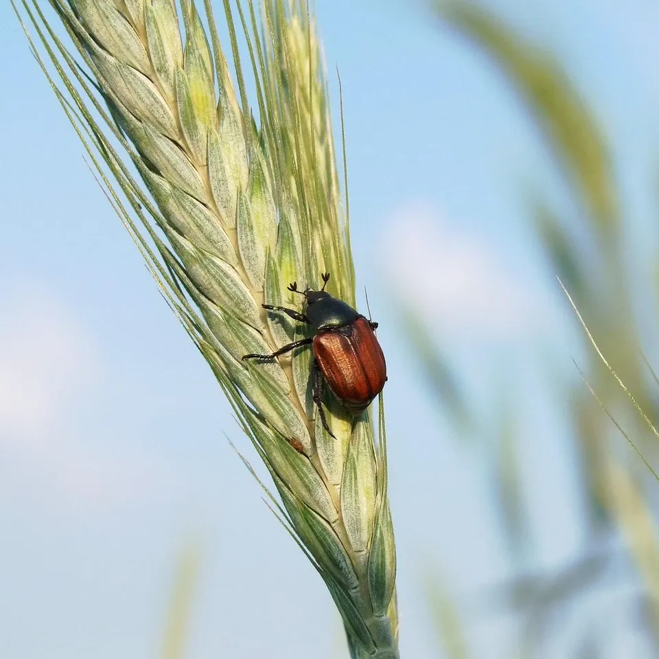 exclusion-integrated-pest-management
