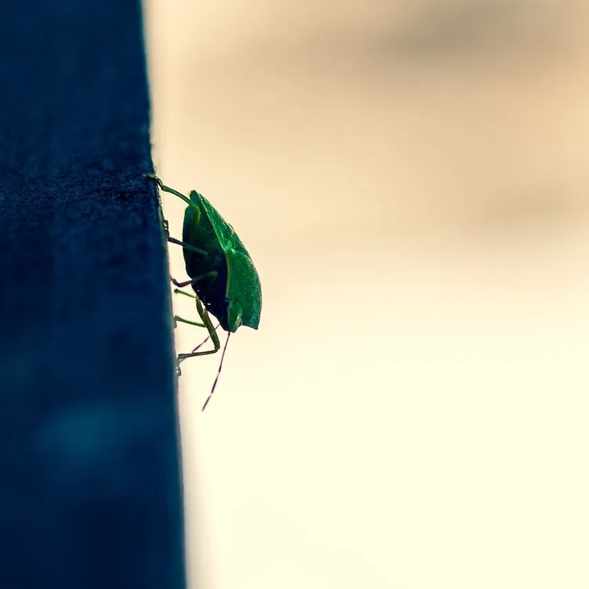 bed-bug-control-services-toronto