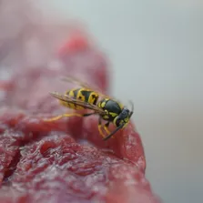 Office pest control service Ontario