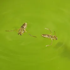 Bed bug removal service Ontario