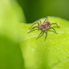 Office pest control service Ontario