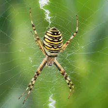 Spider removal service Ontario