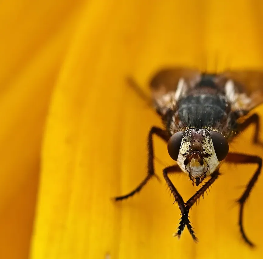 winter-pest-control-toronto