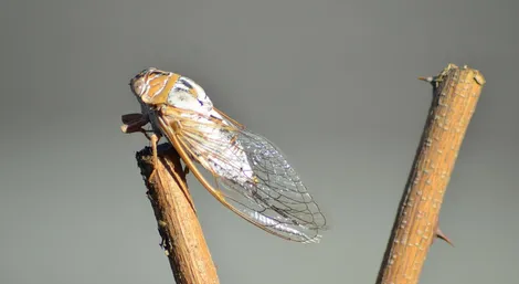 Silverfish removal service Ontario