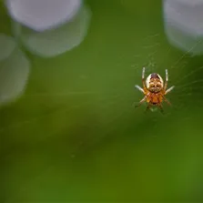 Medical pest control service Ontario