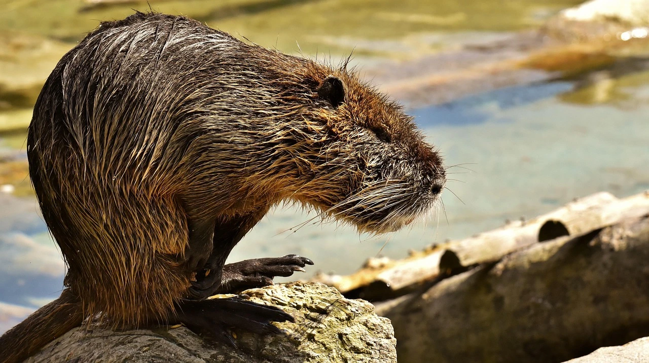 difference-between-rats-and-mice-rodent-control