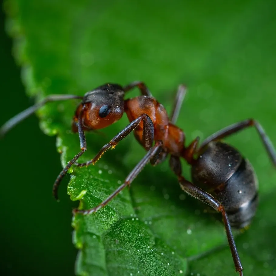 ants-in-house-in-spring