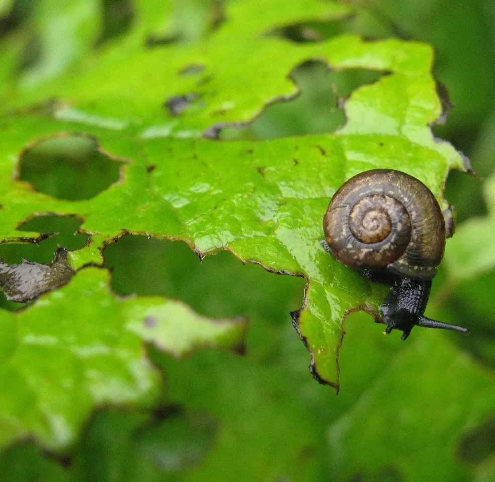 autumn-pest-control-fall-pests